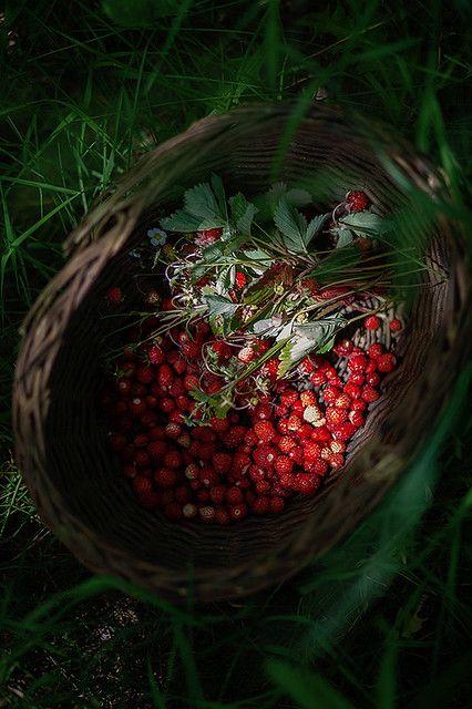 Rustic Roots: Heirloom Berry Harvest